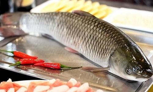 八瓜鱼吃货直播视频大全,美食盛宴大盘点