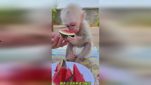 搞笑视频人吃瓜像猴子,搞笑视频带你领略“瓜界”奇观