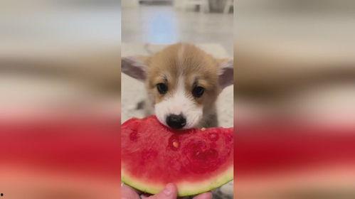 田瓜小狗可以吃吗视频,视频解析宠物饮食真相