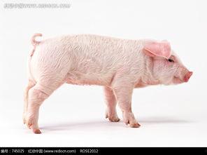 猪吃瓜的素材视频大全,猪吃瓜视频大全趣味盘点