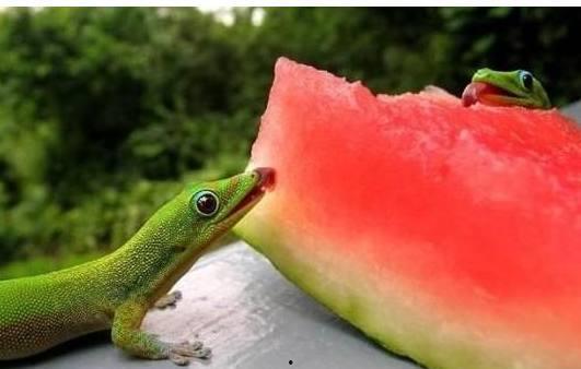 吃瓜蜥蜴视频,揭秘动物界的“吃瓜群众”