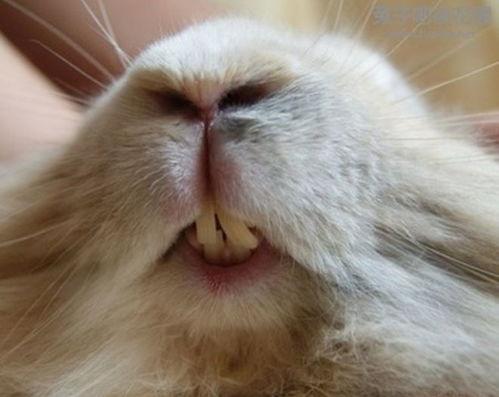 兔子牙吃白瓜视频播放,视频播放量爆表，网友热议不已