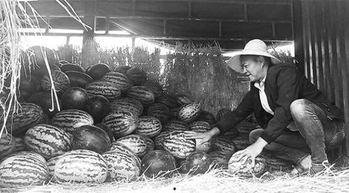 郓城吃瓜群众事件视频,一场网络舆论的风暴与反思