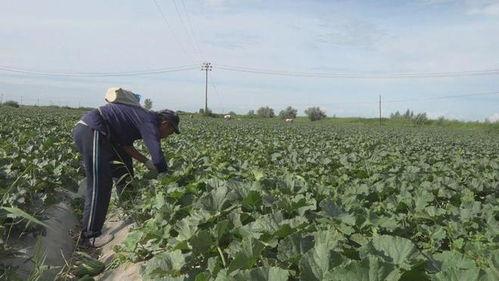 阿勒泰吃瓜事件视频,一场引发热议的网络狂欢