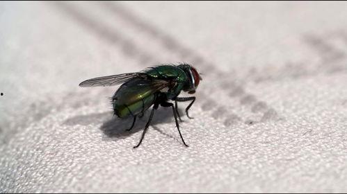 吃瓜吃到苍蝇了怎么办视频,尴尬应对指南