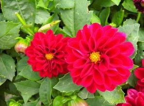 小丽花吃瓜视频,揭秘娱乐圈幕后故事