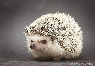 刺猬吃不吃小瓜虫呢视频,揭秘刺猬的饮食习惯