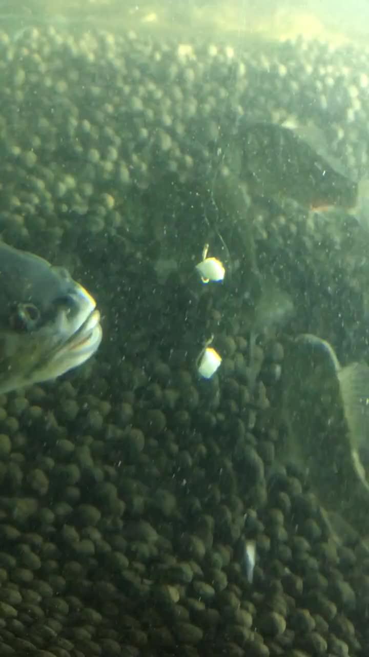 带你吃瓜捕鱼视频,带你领略“带你吃瓜捕鱼”视频的独特魅力