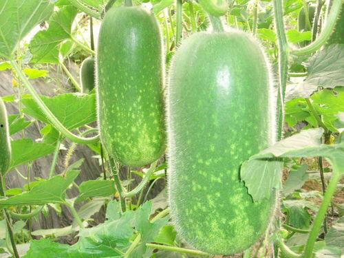 几月份吃蜜瓜好呢视频,最佳月份品尝甜蜜滋味