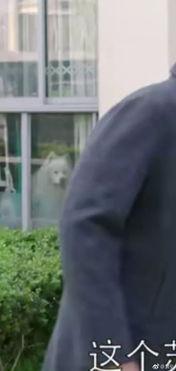 萨摩耶吃瓜视频大全,萌态百出欢乐多